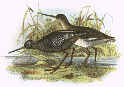 Spotted Redshank