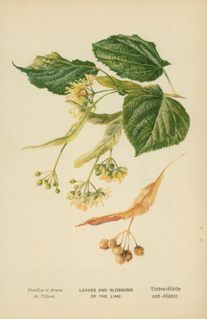 Leaves and Blossoms of the Lime