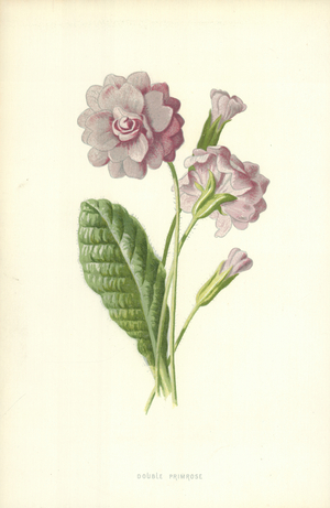 Double Primrose