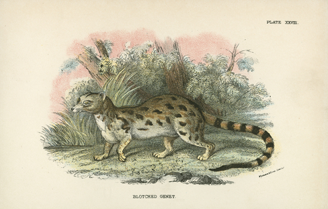 Blotched Genet
