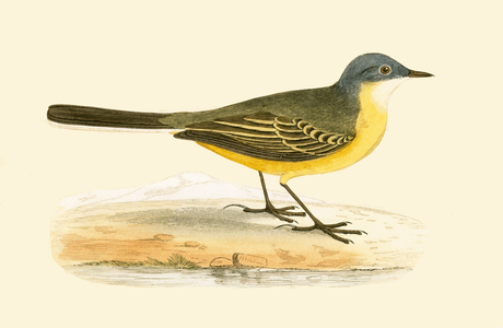 Grey Headed Yellow Wagtail, illustration from 'A History of the Birds of Europe Not Observed in the British Isles' by Charles Robert Bree (1811-86), published 1867 (colour litho)