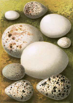 Eggs