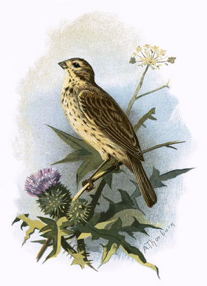 Common Bunting