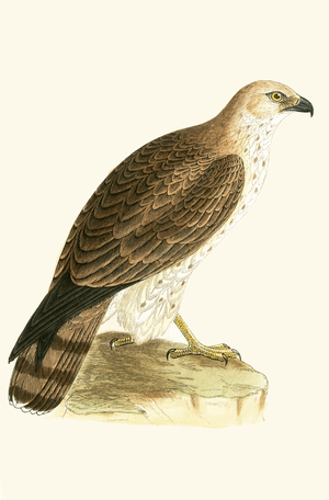 Short Toed Eagle, illustration from 'A History of the Birds of Europe Not Observed in the British Isles' by Charles Robert Bree (1811-86), published 1867 (colour litho)