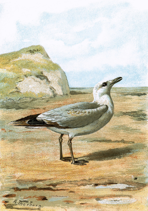 Seagull