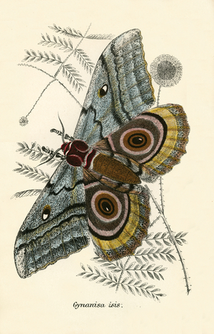 Butterflies