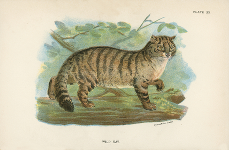 Wild Cat