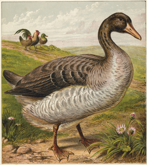 Goose
