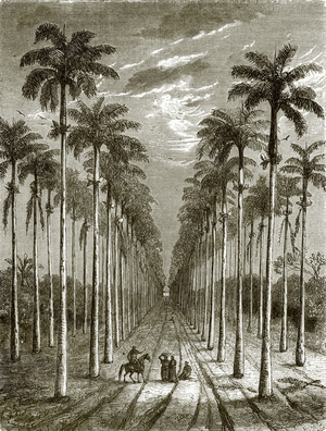 Avenue of palm trees, leading to a residence in Cuba