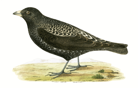 Black Lark, illustration from 'A History of the Birds of Europe Not Observed in the British Isles' by Charles Robert Bree (1811-86), published 1867 (colour litho)