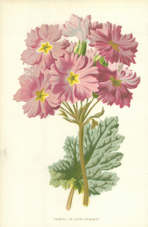 Primula or China Primrose