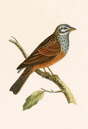 Striolated Bunting, illustration from 'A History of the Birds of Europe Not Observed in the British Isles' by Charles Robert Bree (1811-86), published 1867 (colour litho)