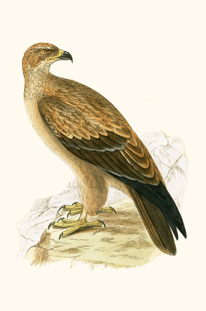 Tawny Eagle, illustration from 'A History of the Birds of Europe Not Observed in the British Isles' by Charles Robert Bree (1811-86), published 1867 (colour litho)