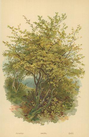 Hazel