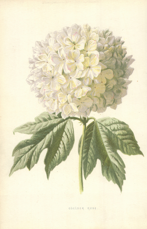 Guelder Rose