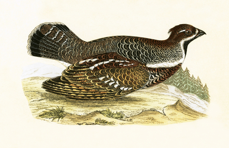 Hazel Grouse, illustration from 'A History of the Birds of Europe Not Observed in the British Isles' by Charles Robert Bree (1811-86), published 1867 (colour litho)
