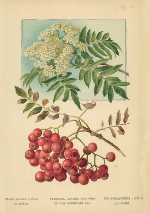 Flowers, Leaves, and Fruit of the Mountain Ash