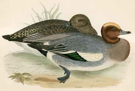 Wigeon