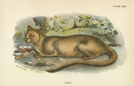 Fossa