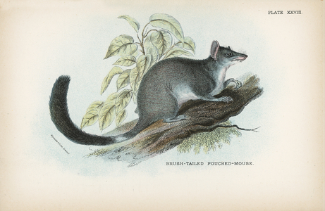Brush-Tailed Pouched-Mouse