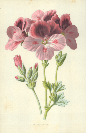 Pelargonium