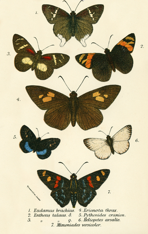 Butterflies