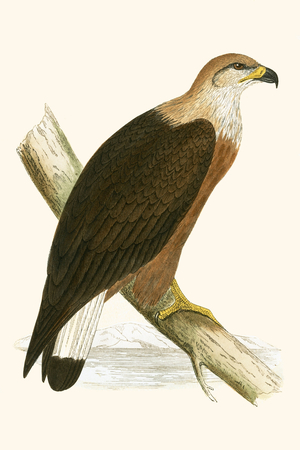 Pallas's Sea Eagle, illustration from 'A History of the Birds of Europe Not Observed in the British Isles' by Charles Robert Bree (1811-86), published 1867 (colour litho)