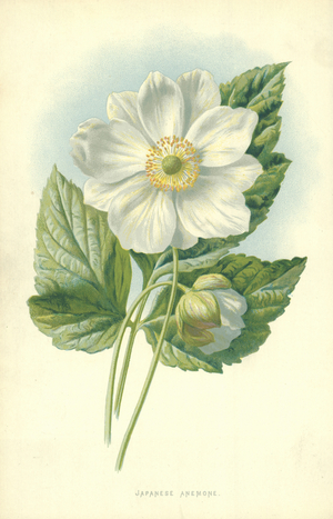 Japanese Anemone