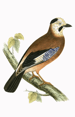 Black Headed Jay, illustration from 'A History of the Birds of Europe Not Observed in the British Isles' by Charles Robert Bree (1811-86), published 1867 (colour litho)