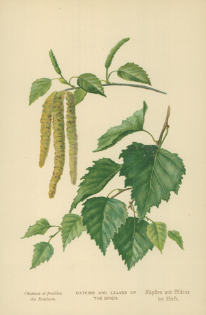 Catkins and Leaves of the Birch
