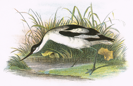 Avocet