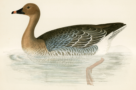 Pink footed Goose