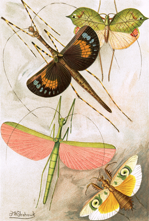 Orthoptera