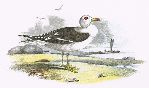 Lesser Black backed Gull
