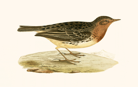 Red Throated Pipit, illustration from 'A History of the Birds of Europe Not Observed in the British Isles' by Charles Robert Bree (1811-86), published 1867 (colour litho)