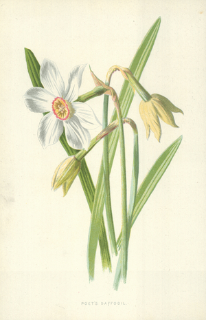 Poet's Daffodil