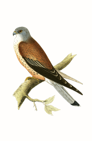 Kestrel, illustration from 'A History of the Birds of Europe Not Observed in the British Isles' by Charles Robert Bree (1811-86), published 1867 (colour litho)