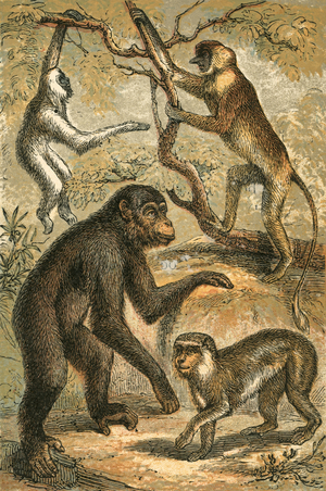 Silvery Gibbon, Proboscis Monkey, Chimpanzee and Barbary Ape