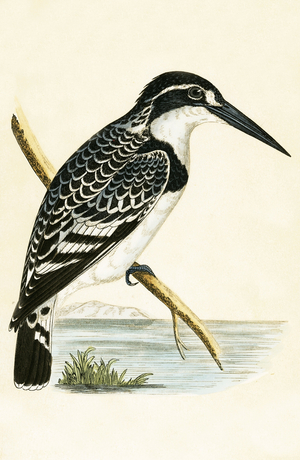 Black and White Kingfisher, illustration from 'A History of the Birds of Europe Not Observed in the British Isles' by Charles Robert Bree (1811-86), published 1867 (colour litho)