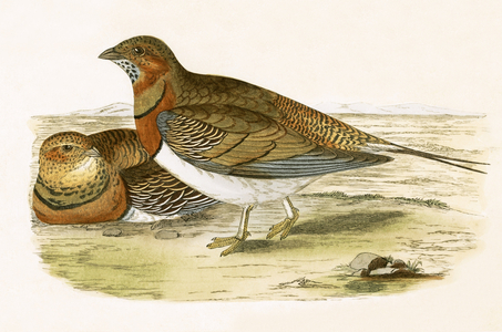 Pin Tailed Sand Grouse, illustration from 'A History of the Birds of Europe Not Observed in the British Isles' by Charles Robert Bree (1811-86), published 1867 (colour litho)