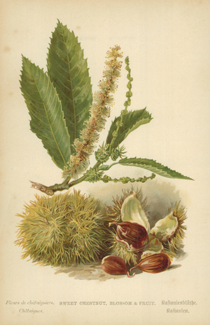 Sweet Chestnut, Blossom & Fruit