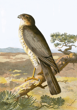 Sparrow Hawk