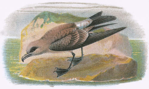 Fork tailed Petrel
