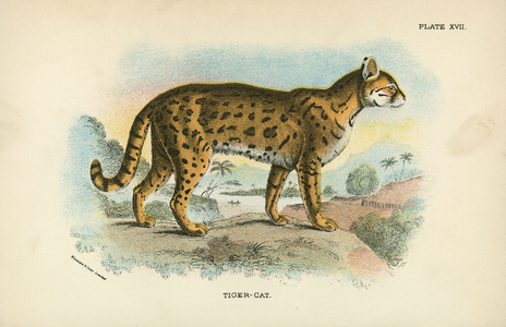 Tiger-Cat