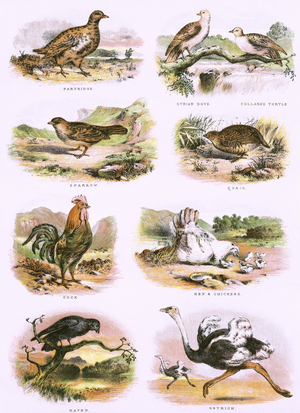 Biblical natural history