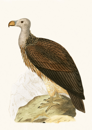 Sociable Vulture, illustration from 'A History of the Birds of Europe Not Observed in the British Isles' by Charles Robert Bree (1811-86), published 1867 (colour litho)