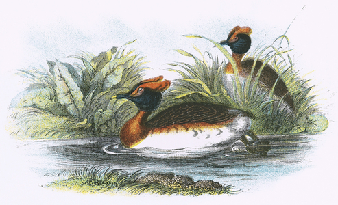Sclavonian Grebe