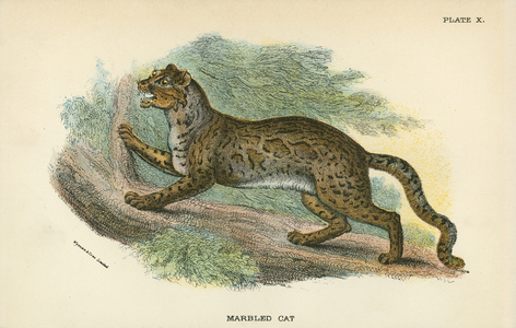 Marbled Cat