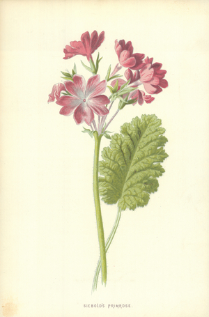 Siebold's Primrose
