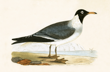 White Eyed Gull, illustration from 'A History of the Birds of Europe Not Observed in the British Isles' by Charles Robert Bree (1811-86), published 1867 (colour litho)